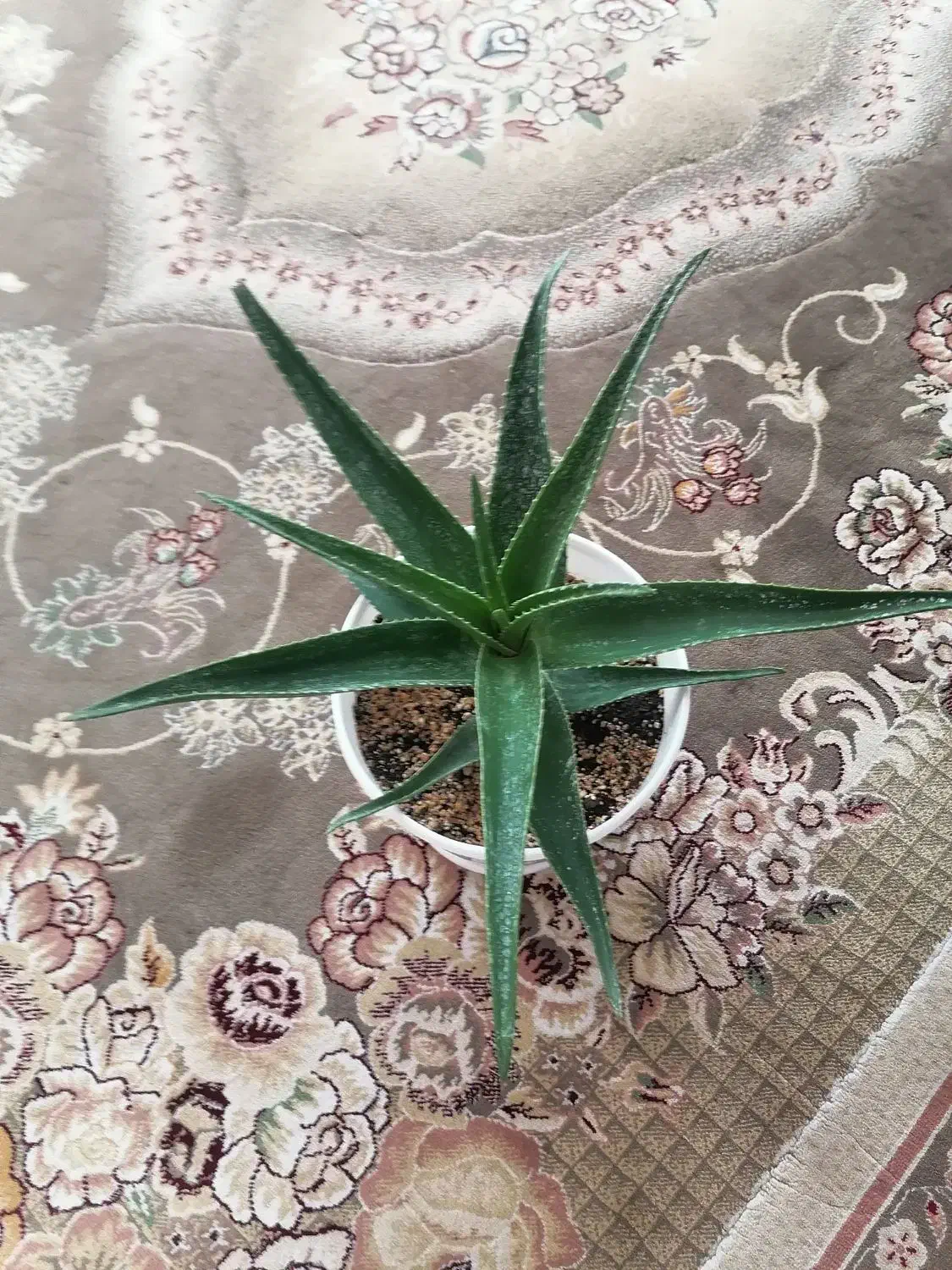 گل شاخ بزی همراه گلدان|گل و گیاه طبیعی|بیرجند, |دیوار