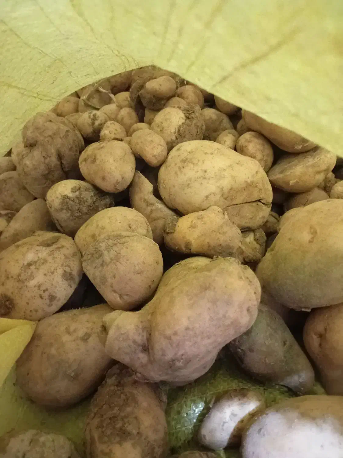 خوراک دام|لوازم جانبی حیوانات|فیروزآباد (لرستان), |دیوار