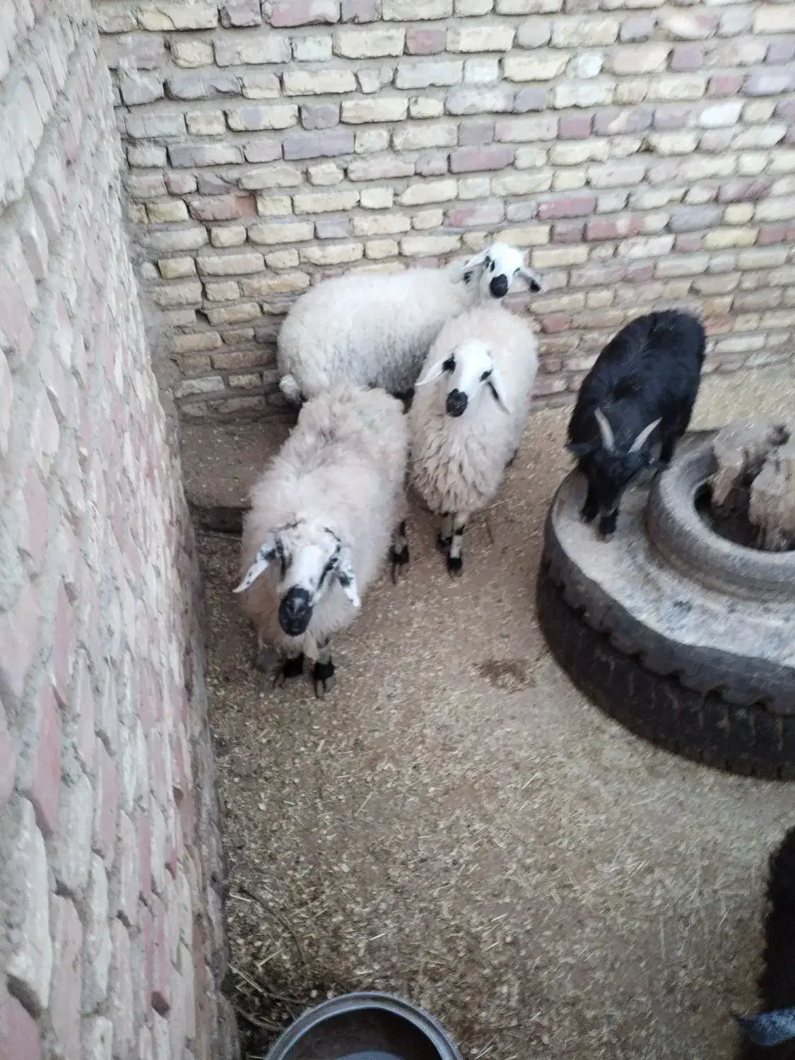 جوان میش درجه یک محلی دورگ آبستن|حیوانات مزرعه|زرند, |دیوار