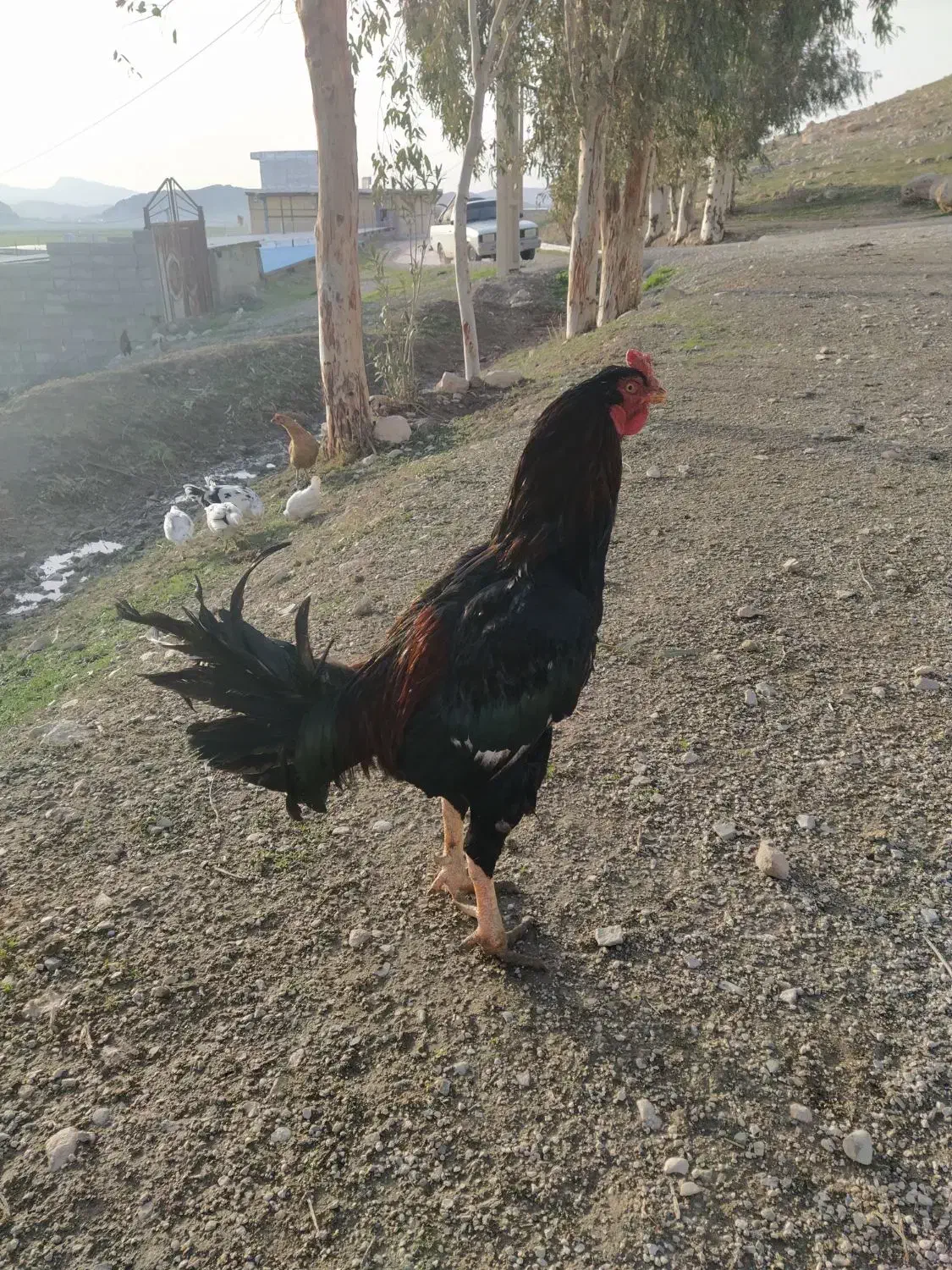 خروس لاری|حیوانات مزرعه|سرپل ذهاب, |دیوار