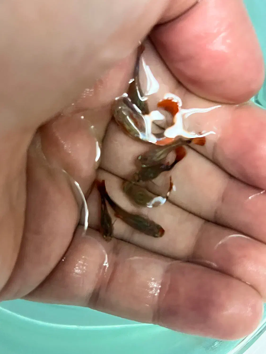 ماهی گوپی کوی بالن|ماهی|تهران, توحید|دیوار