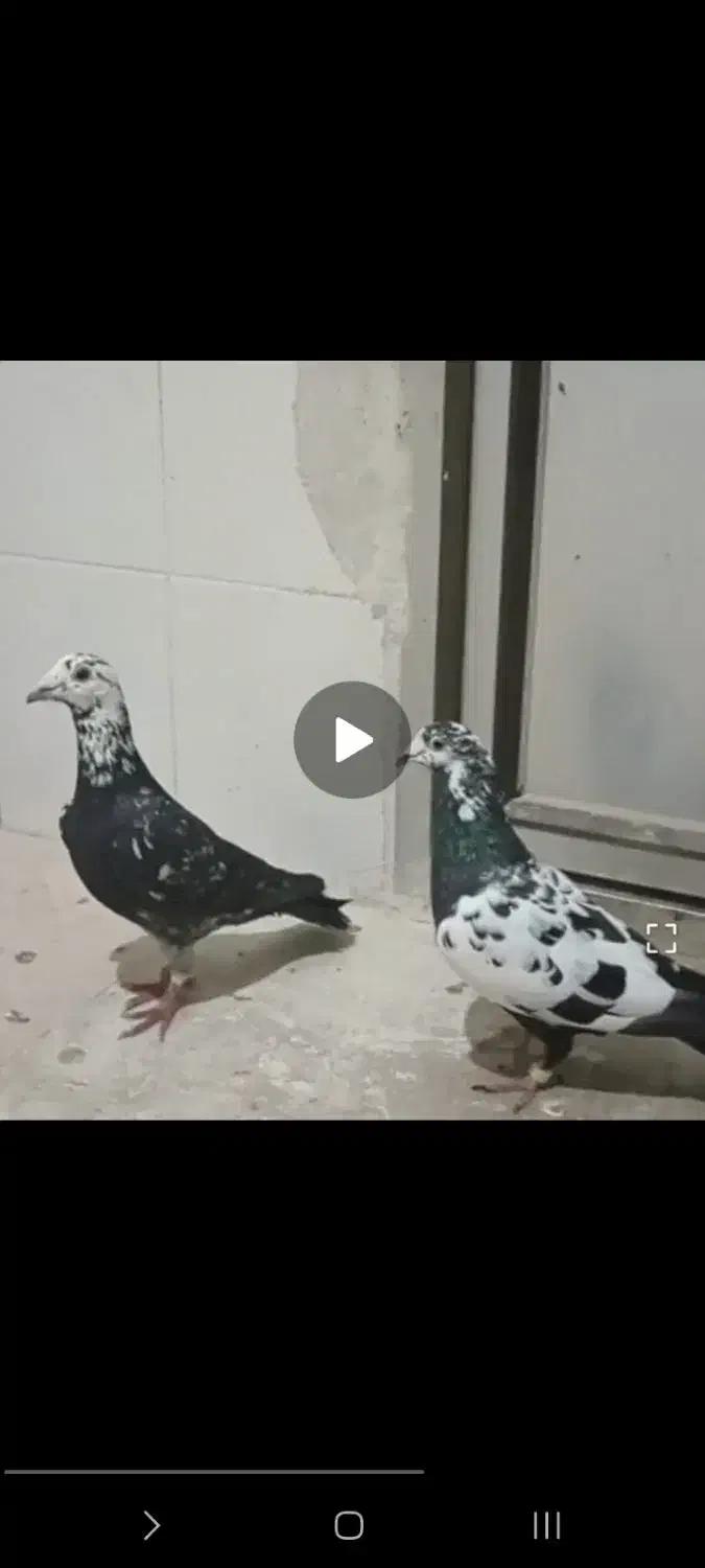 کفترجفت سوسکی عتیقه فروشی|پرنده|رشتخوار, |دیوار