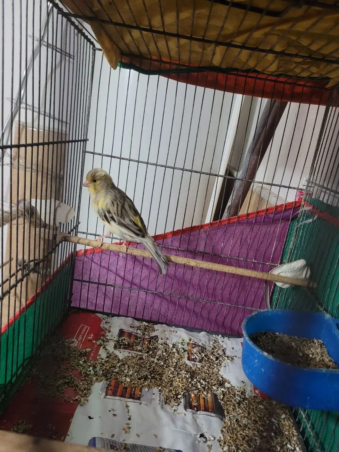 قناری|پرنده|قم, شهرک مهدیه (مدرس)|دیوار