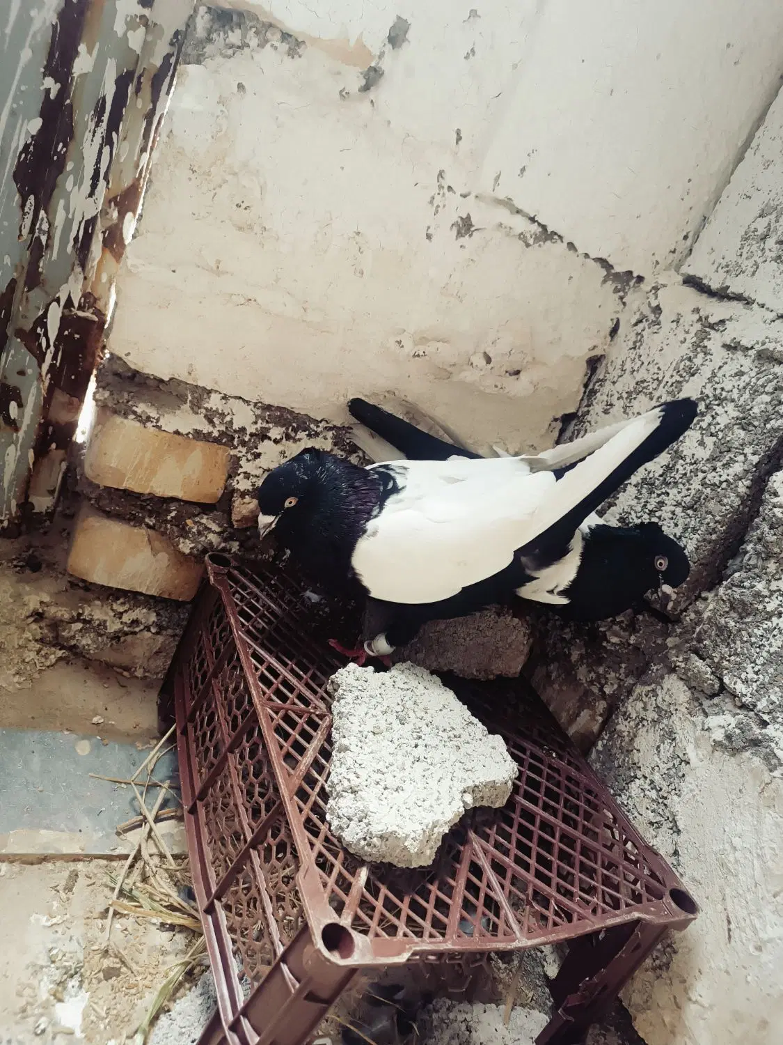 سینه سیاه|پرنده|دشت عباس, |دیوار