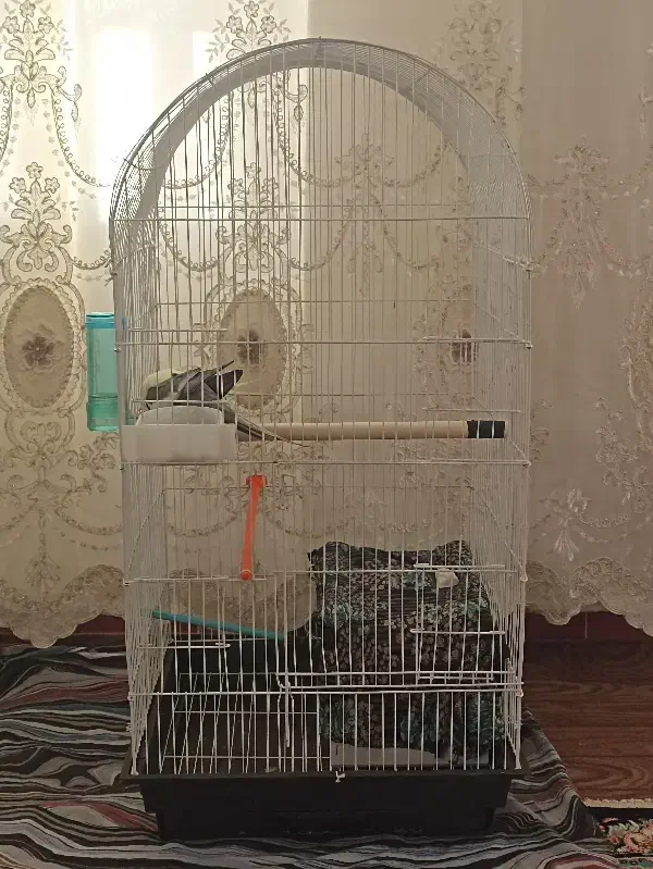 قفس پرنده|لوازم جانبی حیوانات|بکتاش, |دیوار