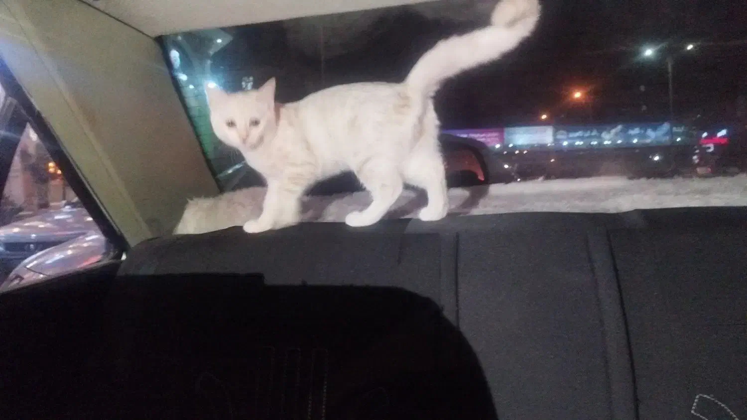 گربه پرشین اسکاتیش|گربه|کرمان, |دیوار