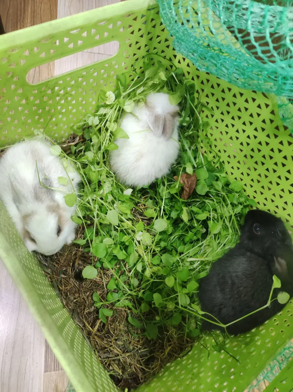 خرگوش نیم لپ|موش و خرگوش|لاهیجان, لیالستان|دیوار