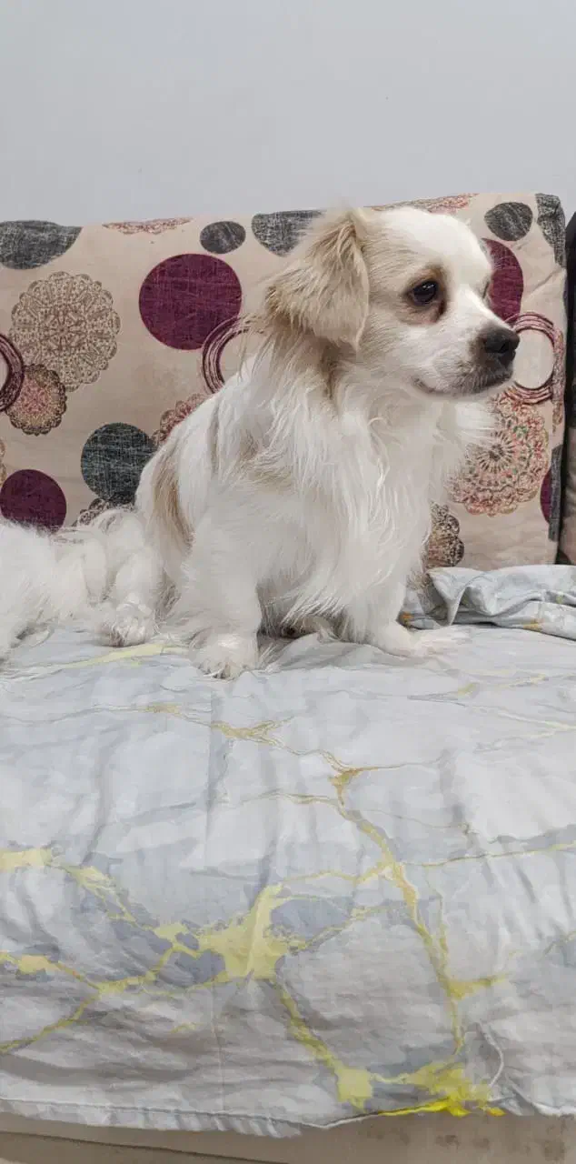 دوتا سگ|سگ|اهواز, سپیدار|دیوار