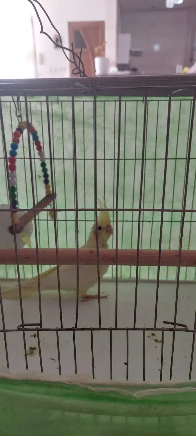 میلی. گلد|کارت هدیه و تخفیف|پیر بکران, |دیوار