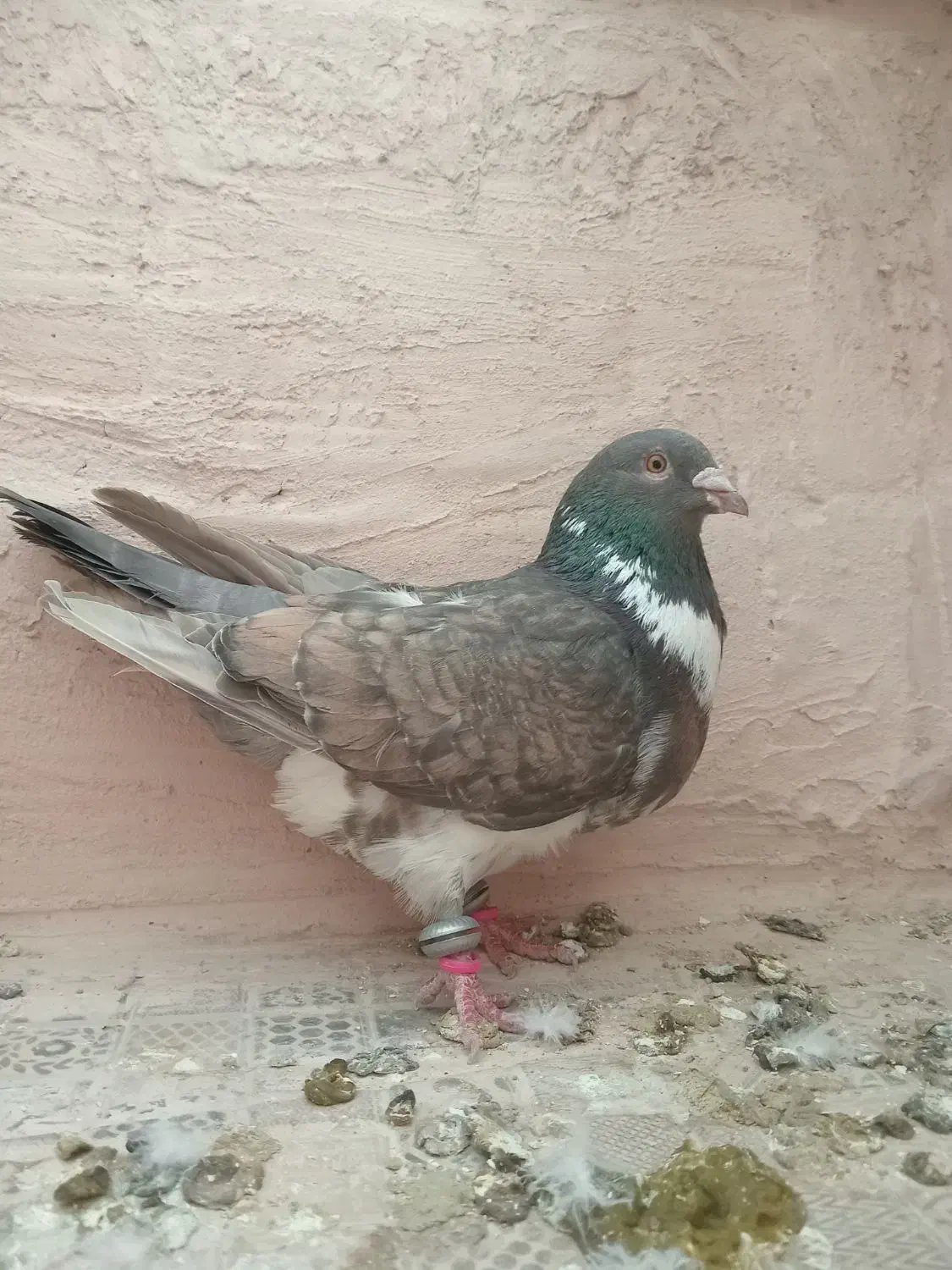 کبوتر صید|پرنده|اسفراین, |دیوار