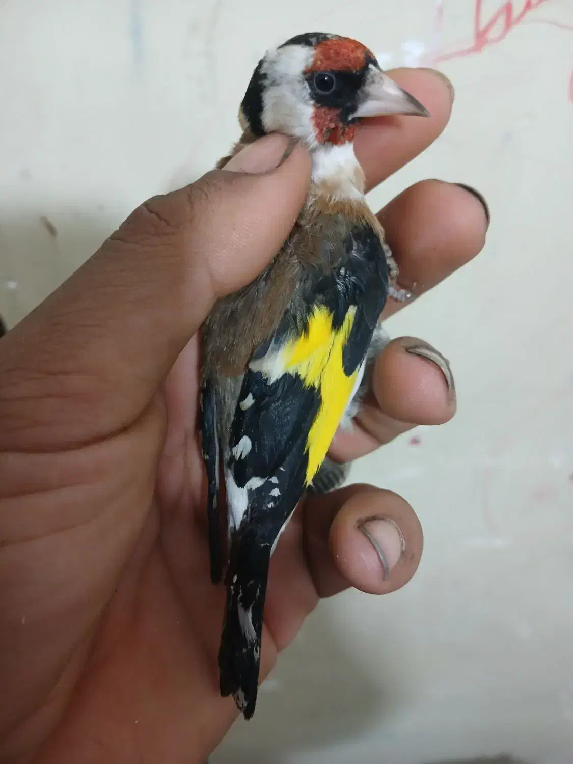 سهره نره سنندجی بشرط|پرنده|شاهینشهر, عطار|دیوار