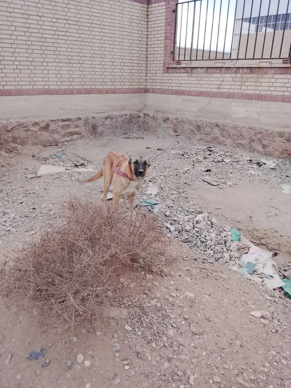 واگذاری سگ|سگ|فشاپویه, |دیوار