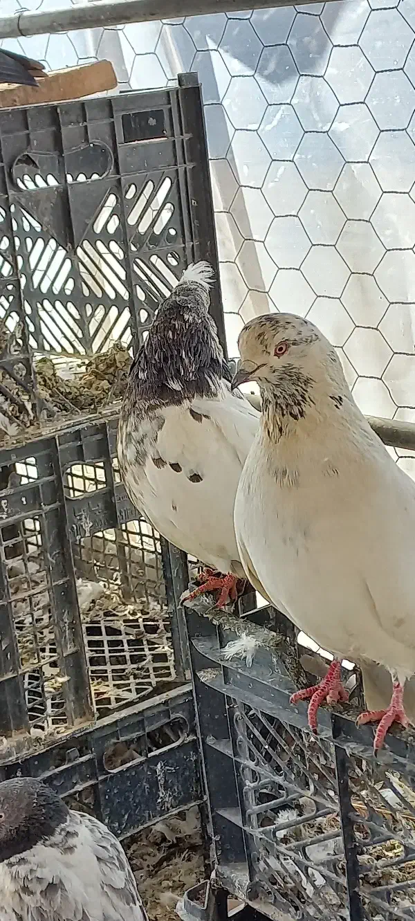 کبوتر تهرانی و پاکستانی|پرنده|تفتان, |دیوار