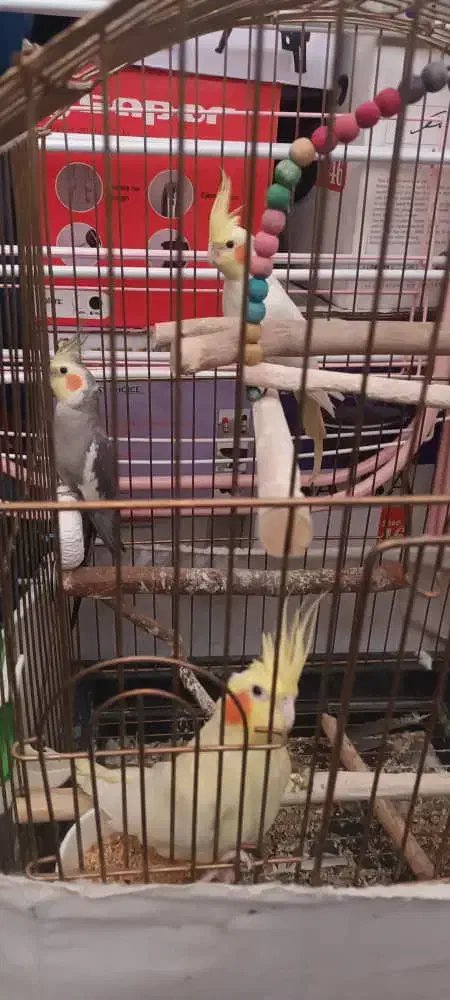 عروس هلندی|پرنده|نسیم‌شهر, |دیوار