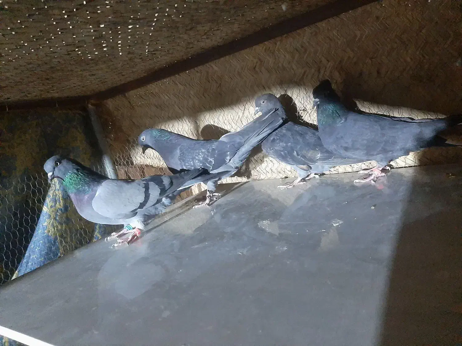 کبوتر|پرنده|یزد, |دیوار