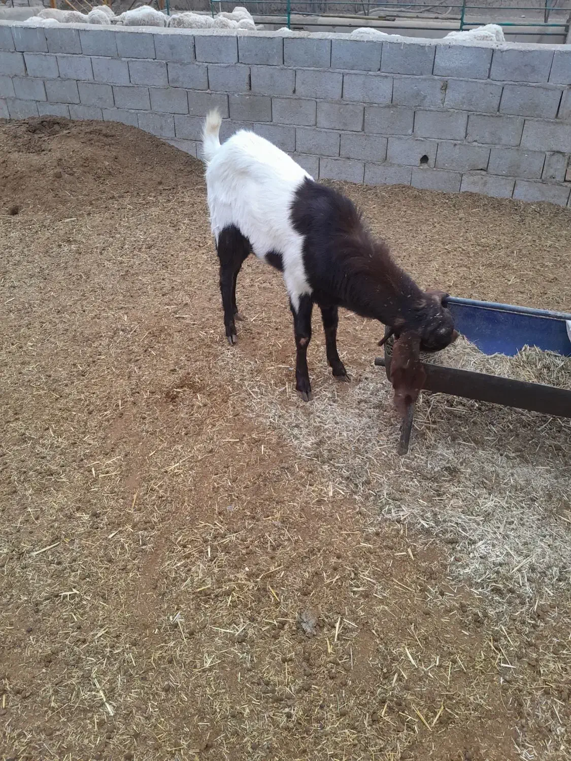 بز نر پاکستانی|حیوانات مزرعه|شریفآباد, |دیوار