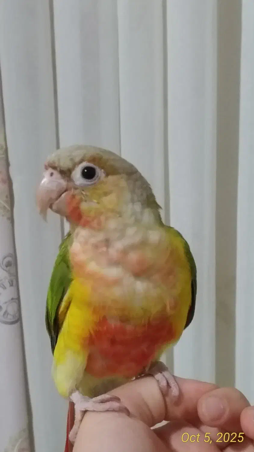 طوطی گرینچیک اکستریم رد|پرنده|فردیس, شهرک ۱۱۰|دیوار