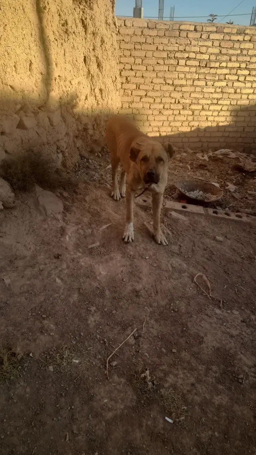 سگ سرابی اصل فقط برای نگهبانی|سگ|فشم, |دیوار