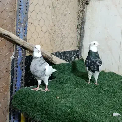 طوقی الماسی 20|پرنده|شاهین‌شهر, عطار|دیوار