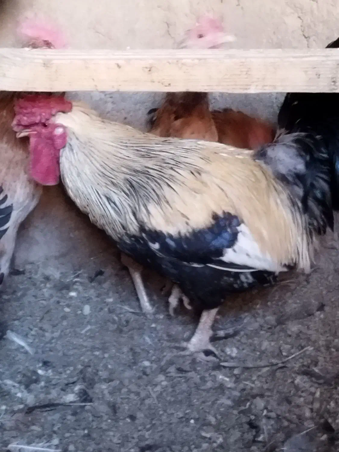 خروس بومی جوان|حیوانات مزرعه|شاهینشهر, گرگاب|دیوار