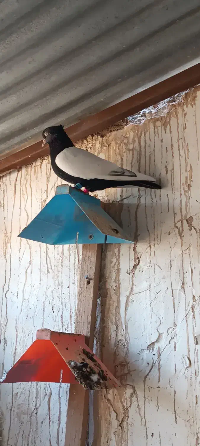 سینه. سیا ماده|پرنده|اهرم, |دیوار