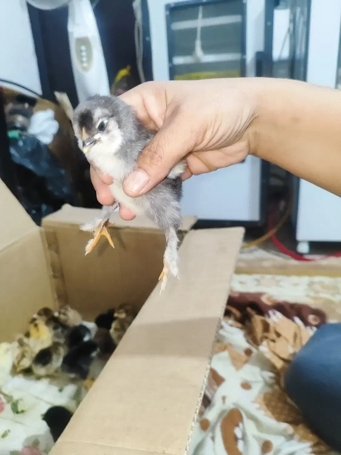 جوجه برهما دیلگونی|حیوانات مزرعه|دهدشت, |دیوار