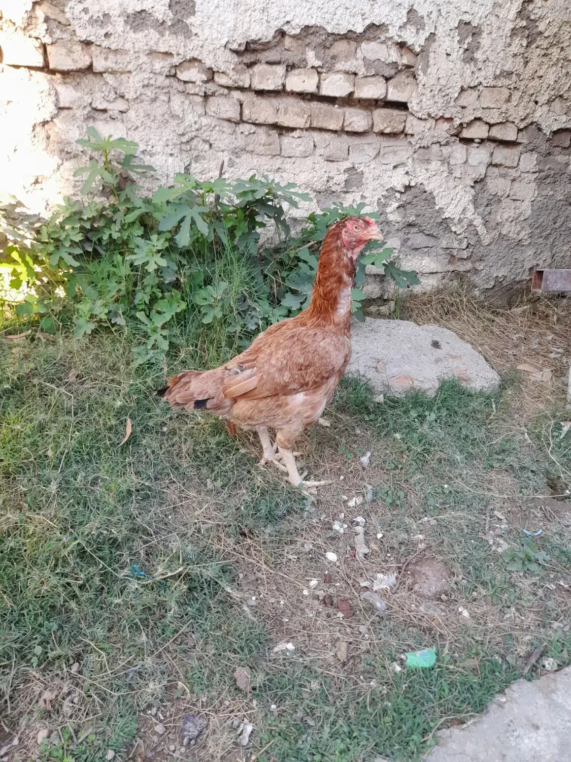 مرغ لاری نژاد افغان|حیوانات مزرعه|گرگان, |دیوار