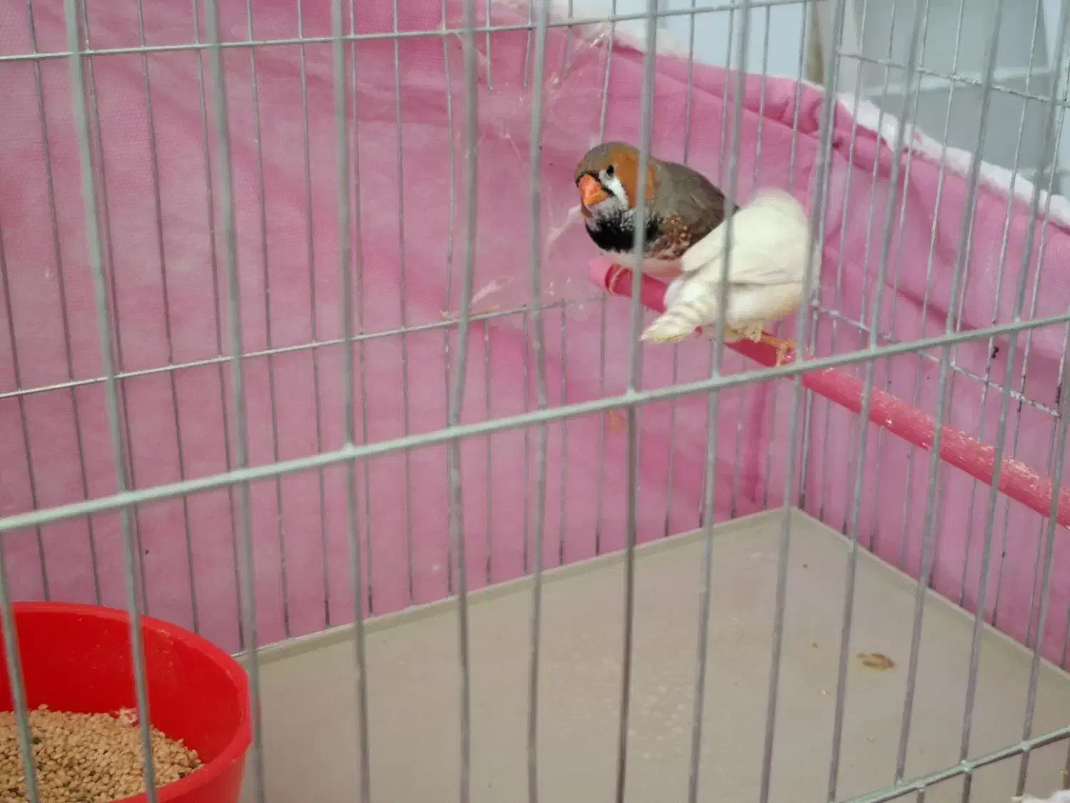 فنچ کینگ انگلیسی|پرنده|خرمآباد, |دیوار