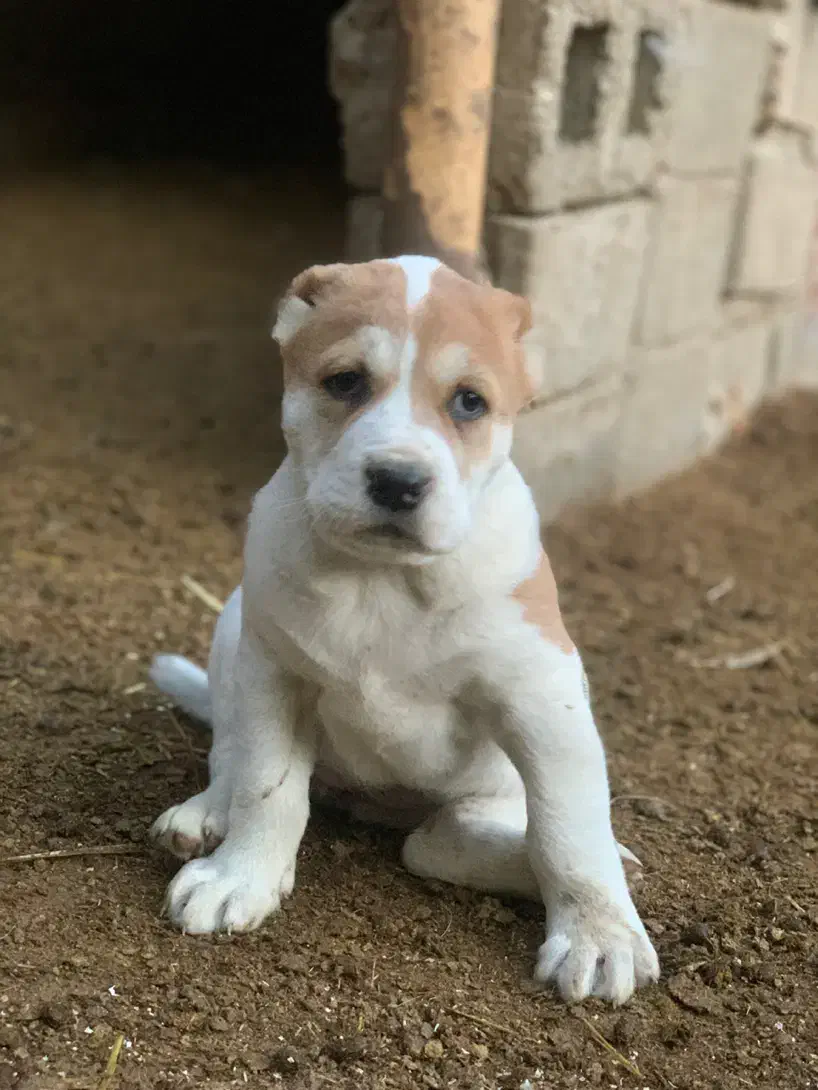 واگذاری سگ الابای|سگ|گنبد کاووس, |دیوار