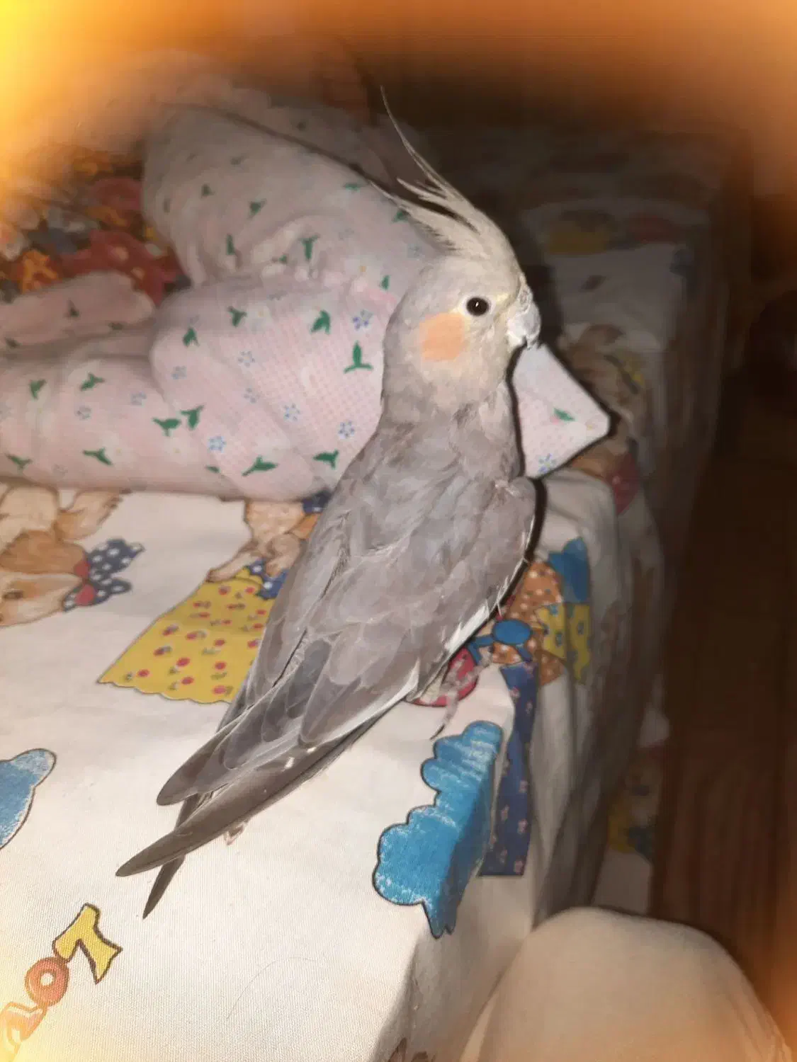 جفت عروس هلندی|پرنده|مشکیندشت, |دیوار