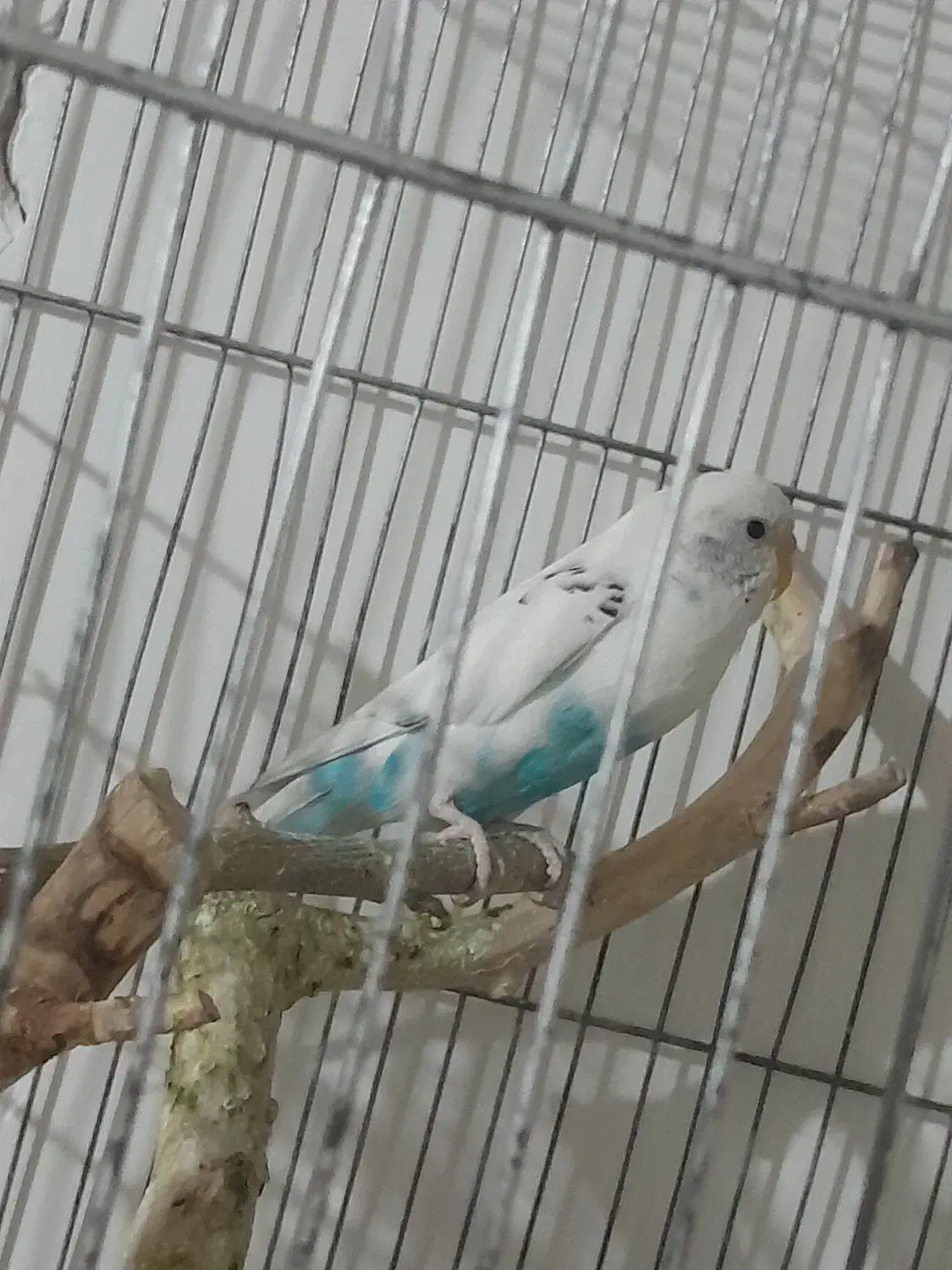 مرغ عشق|پرنده|سیرجان, |دیوار