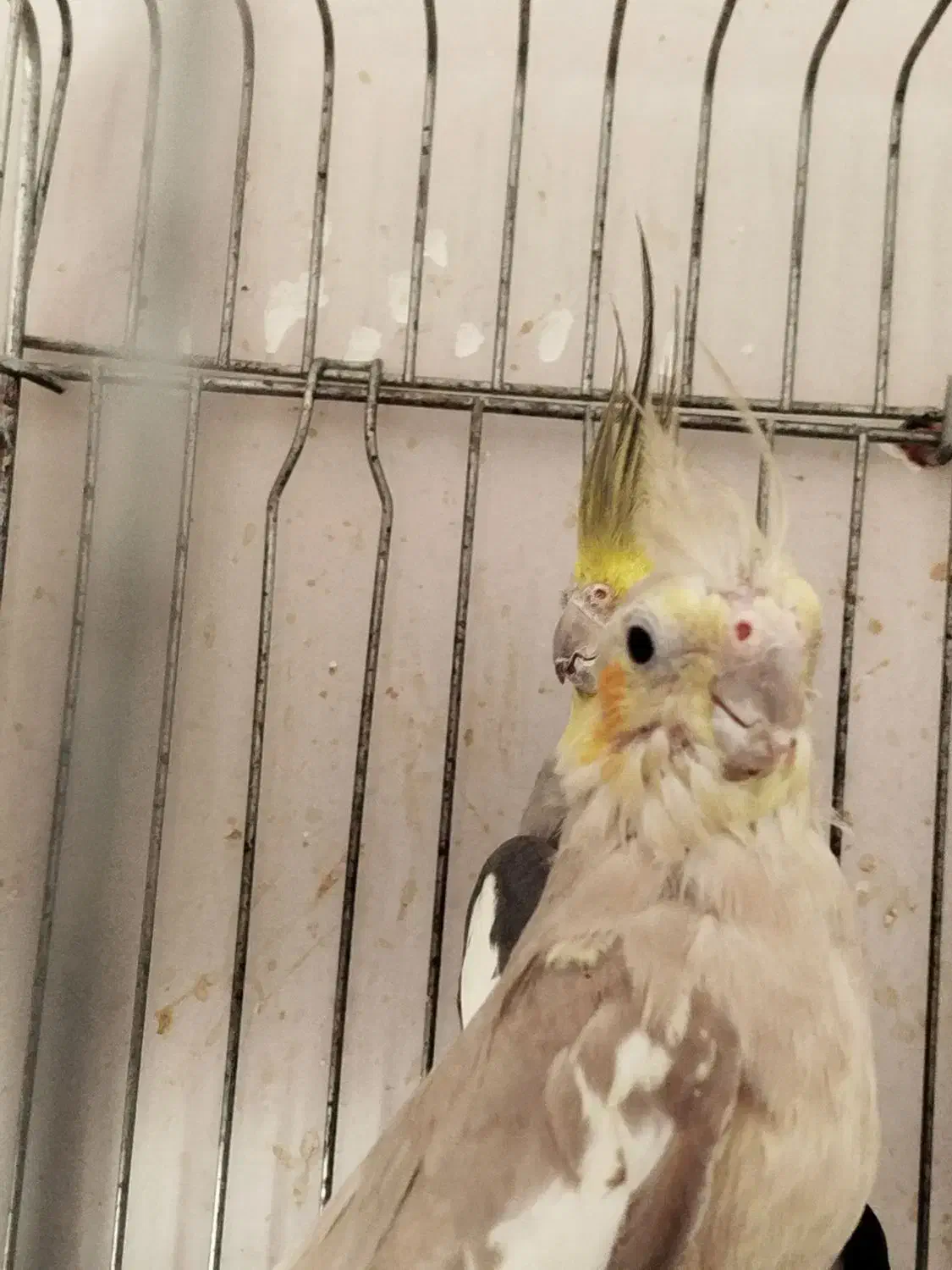 عروس هلندی عروس طوطی|پرنده|قزوین, |دیوار