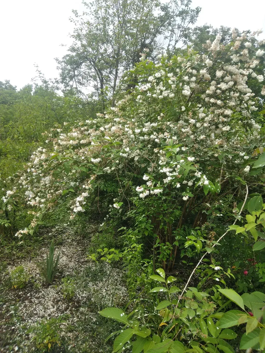 زمین مناسب ساخت ویلا و سوئیت مشارکتی.زیباکنار|مشارکت در ساخت املاک|رشت, شهرک قدس|دیوار