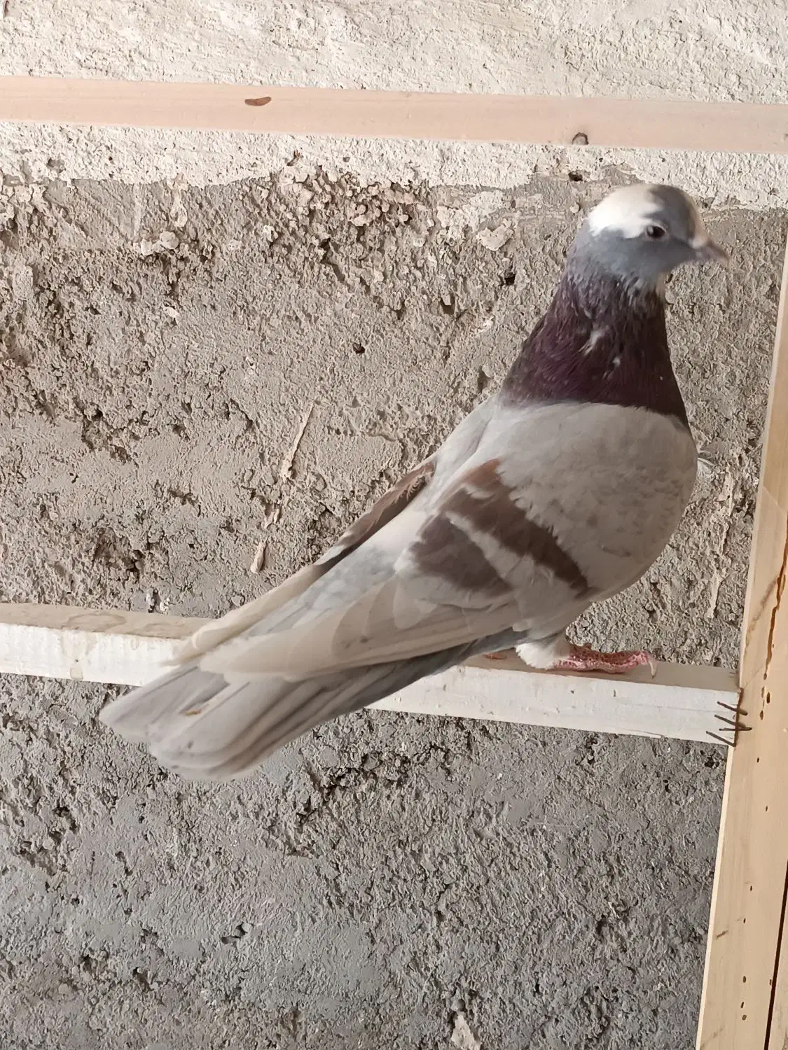 کبوتر پرشی|پرنده|خمینی‌شهر, |دیوار