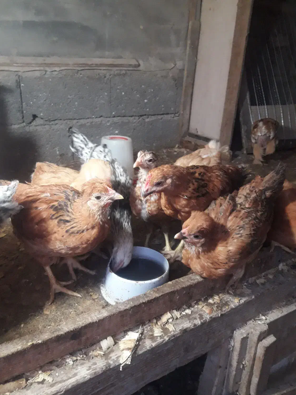 فروش تعدادی جوجه محلی وکاکلی|حیوانات مزرعه|لنگرود, |دیوار