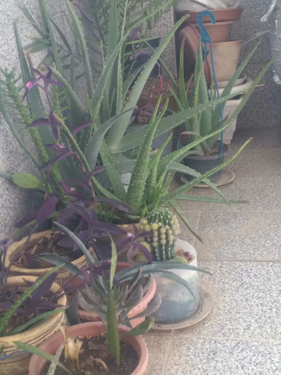 تعدادی گلدان زیبا فقط دانه ای ۶۰هزارتومان|گل و گیاه طبیعی|سمنان, |دیوار