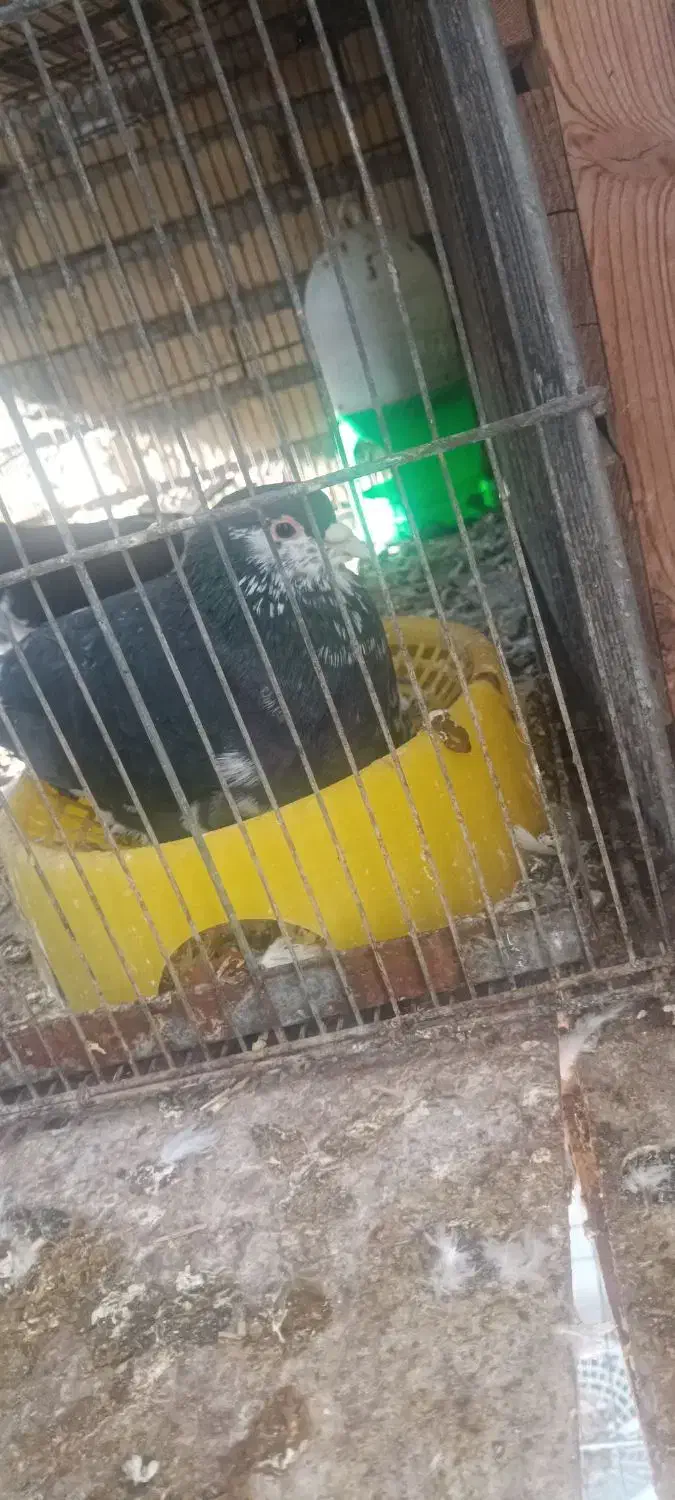 کبوتر|پرنده|بوشهر, |دیوار