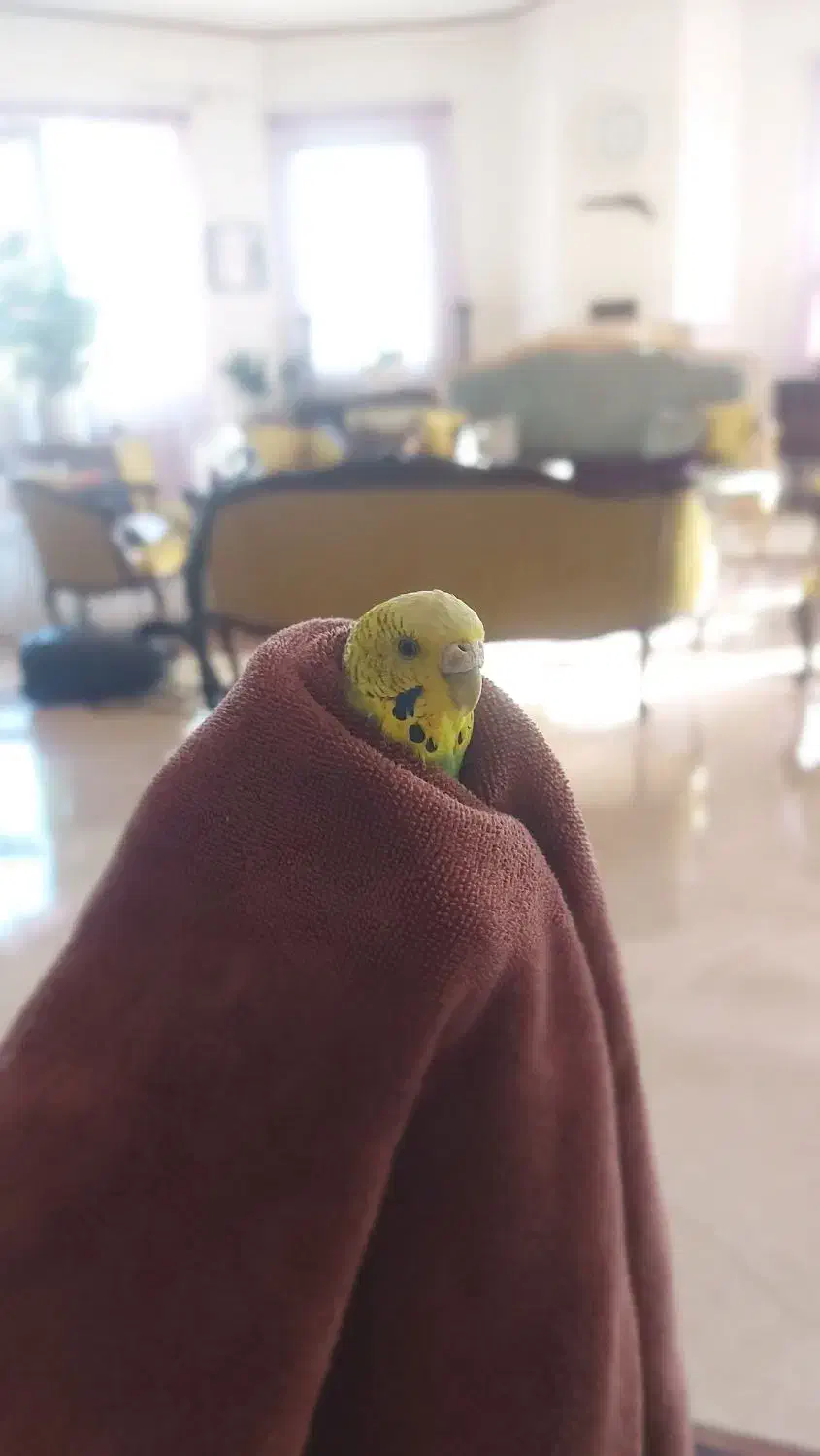 گمشده|حیوانات|پرند, فاز ۲|دیوار