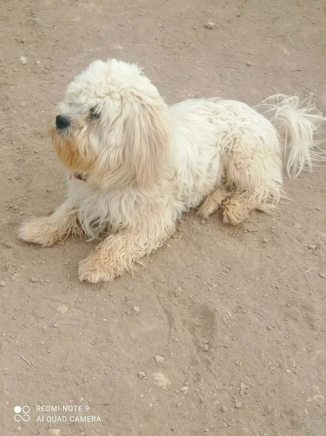 سگ اشپیتز|سگ|شاهرود, |دیوار