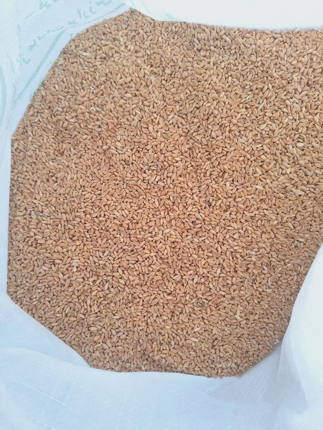 گندم چمران۲|خدمات باغبانی و درختکاری|شوشتر, |دیوار
