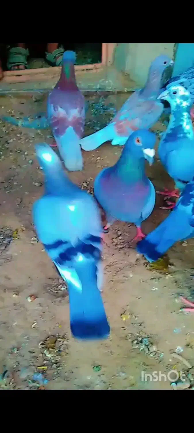 کبوترگمشده|حیوانات|زابل, |دیوار