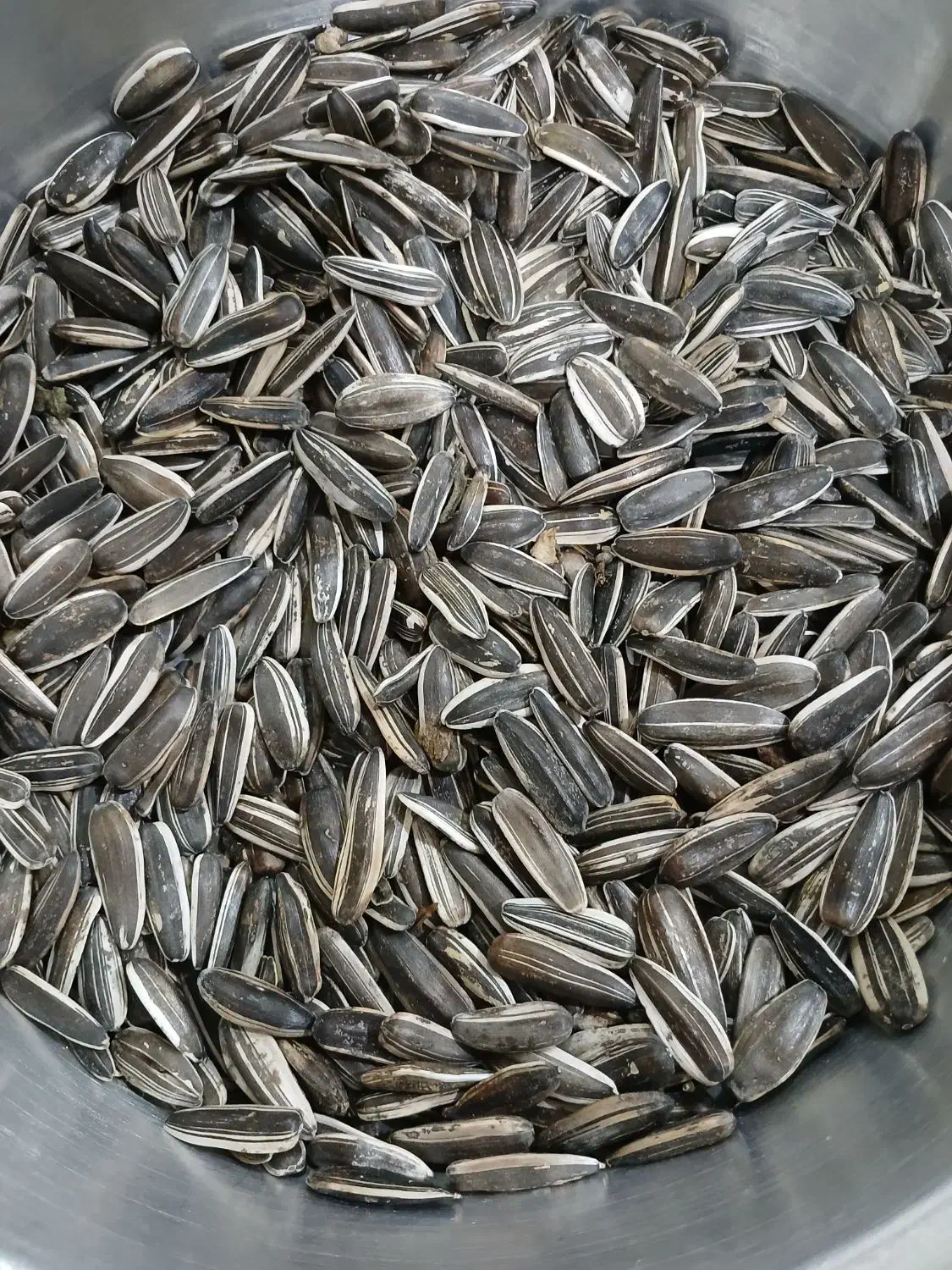 تخمه سنقری درجه یک|عمده‌فروشی|بیلوار, |دیوار