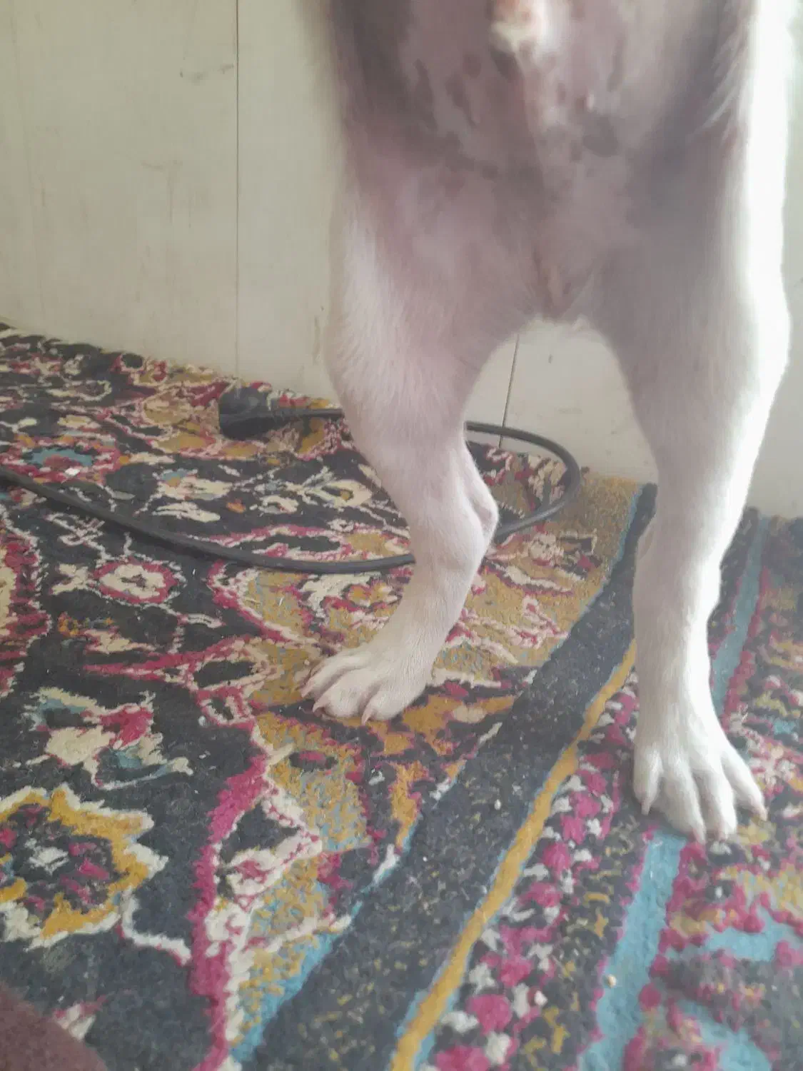 سگ پیتبول واگذاری|سگ|دزفول, |دیوار