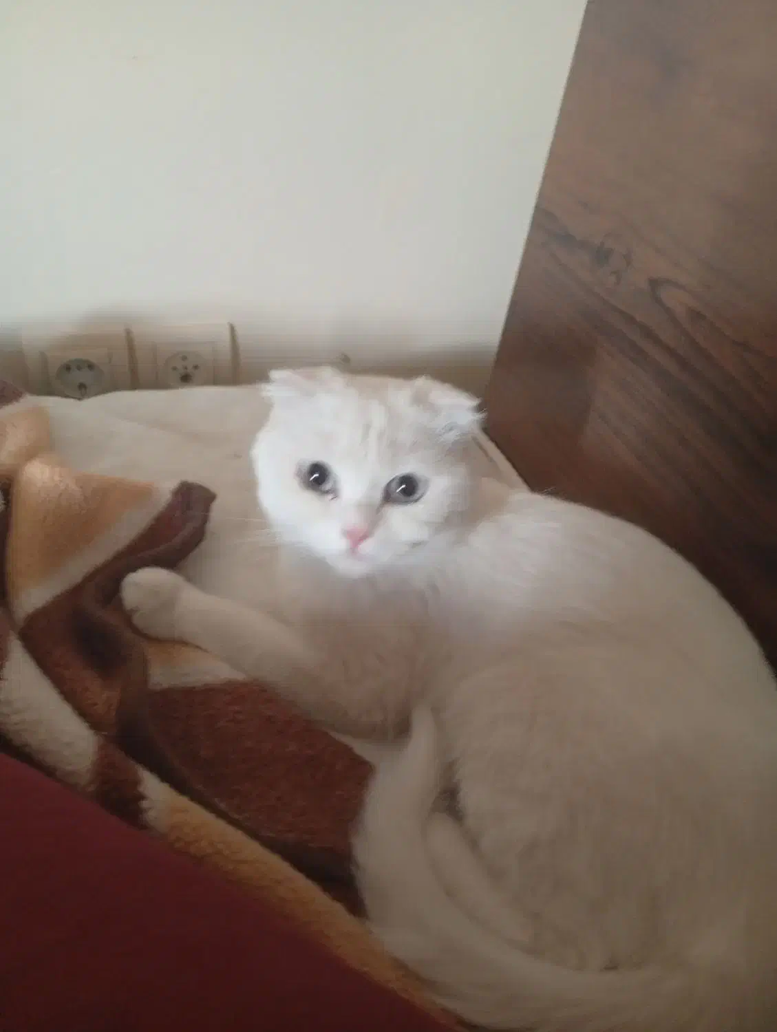 گربه اسکاتیش|گربه|کرمان, |دیوار