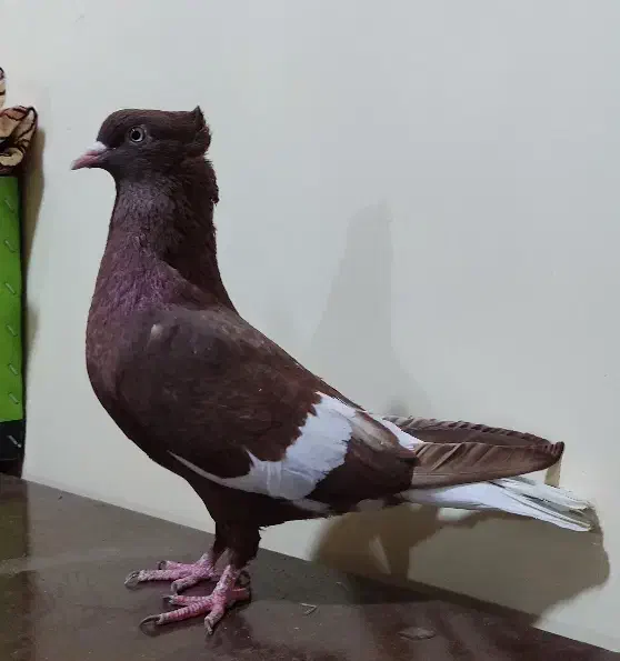 ماده سرخ دمسفید کبوتر|پرنده|اهواز, علی آباد|دیوار