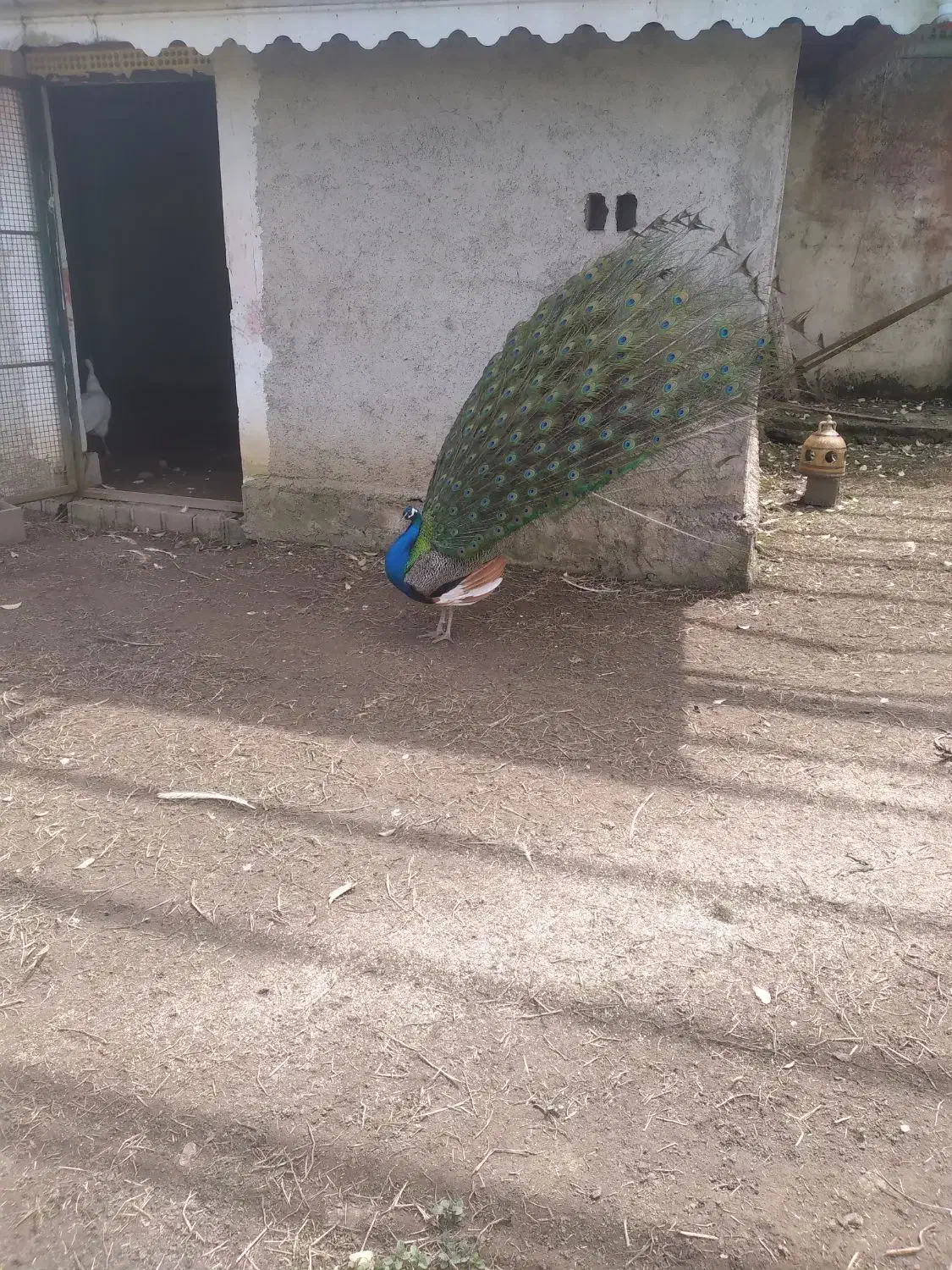 طاووس بالغ|پرنده|کلاچای, |دیوار