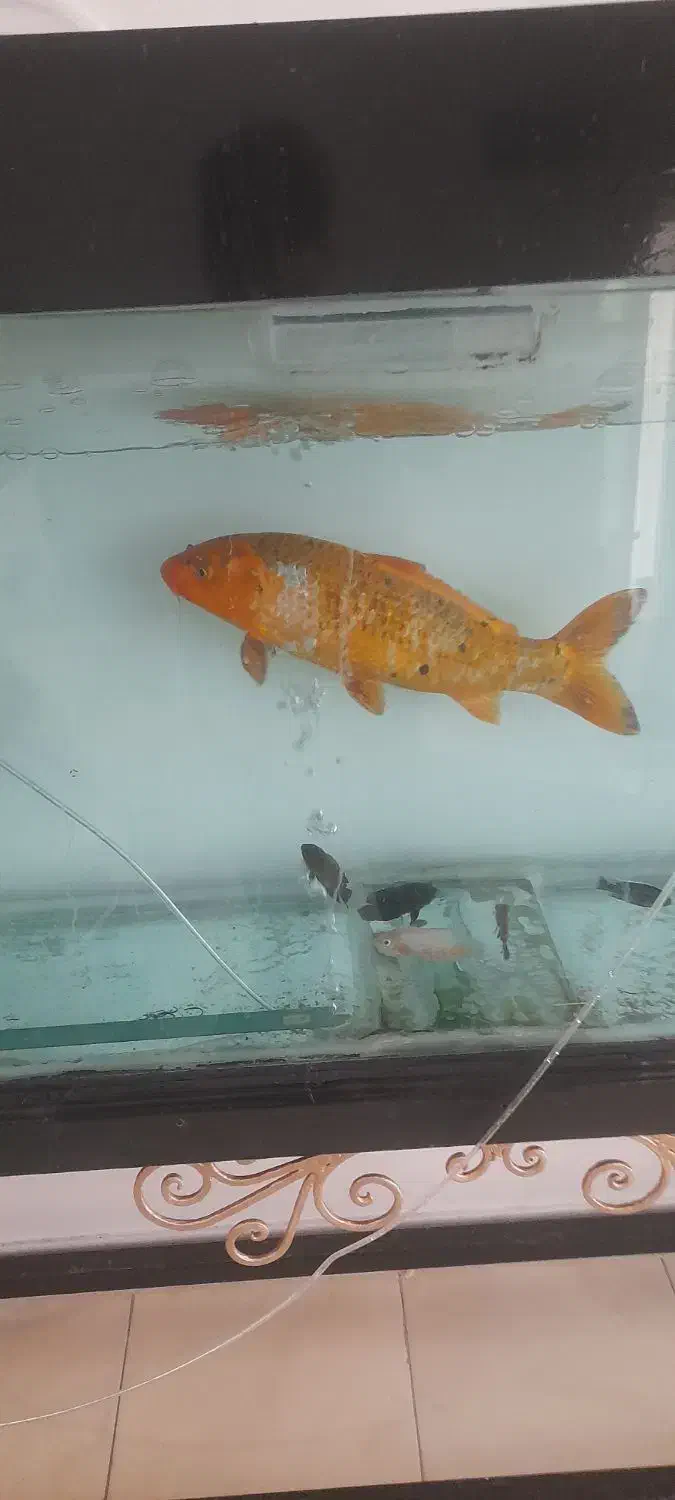 ماهی کوی|ماهی|تهران, مسعودیه|دیوار