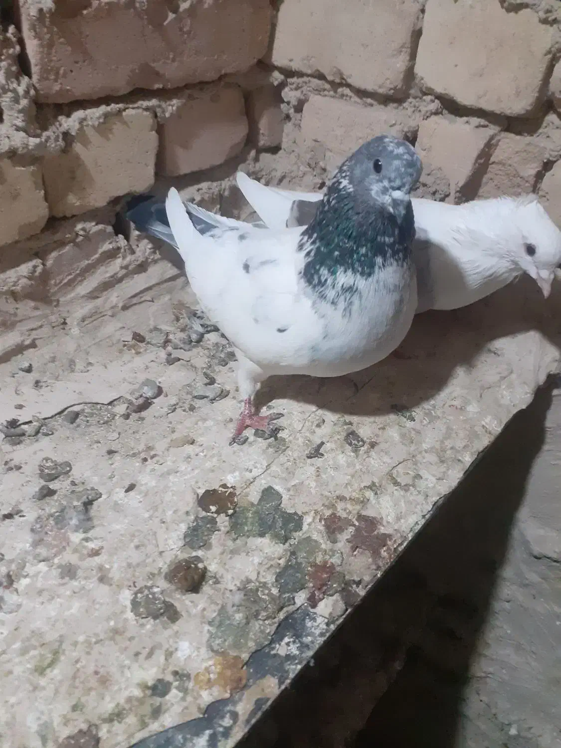 کبوتربی کاکول ماده با کاغذی ماده|پرنده|بیرانوند, |دیوار