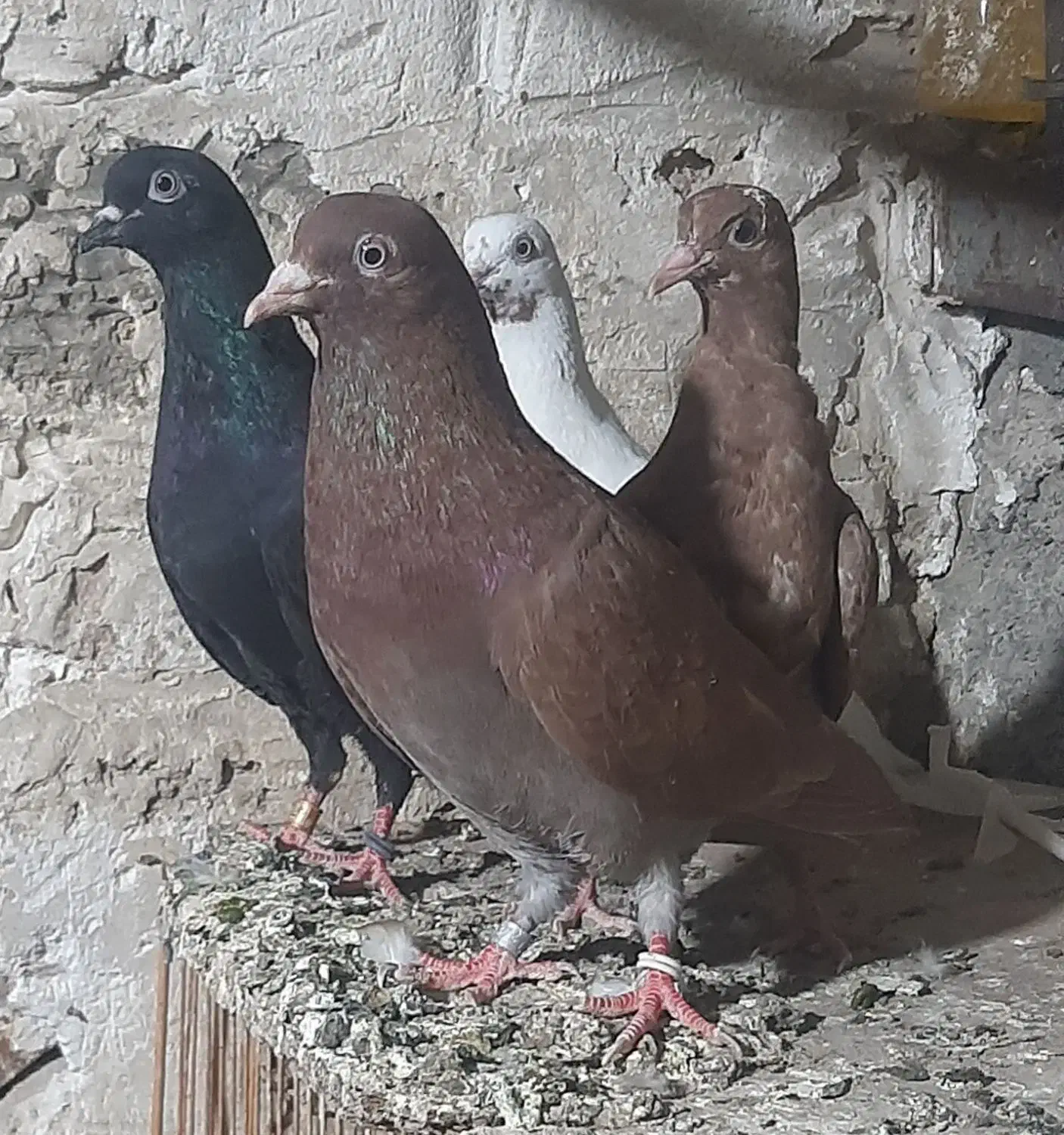 کبوتر کفتر خارجی انگلیسی ایرلندی رستاخیز|پرنده|تهران, شهید رجایی|دیوار