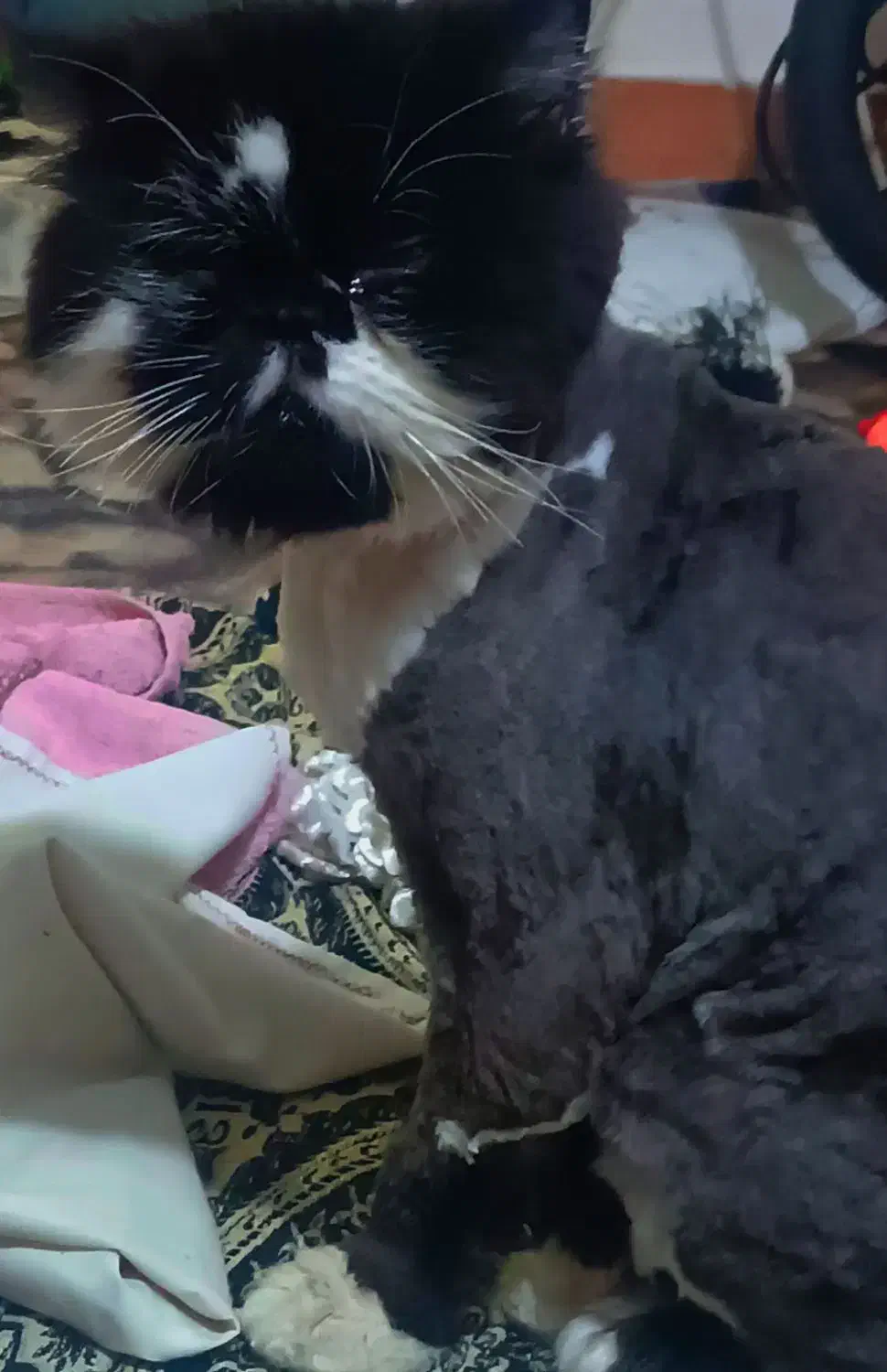 گربه پرشین نر|گربه|تهران, دروازه شمیران|دیوار